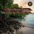 President Resto 7 Fakta Mangrove Indonesia Terluas Dunia
